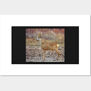 Roe deer family Posters and Art